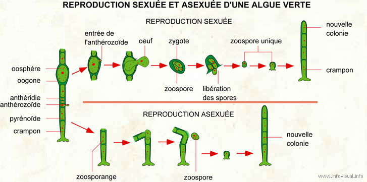 Reproduction sexuée et asexuée d'une algue verte